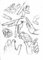 /album/fotogaleria/mano1s-jpg/